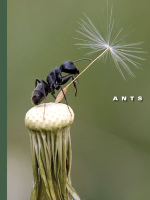 Ants - ebook